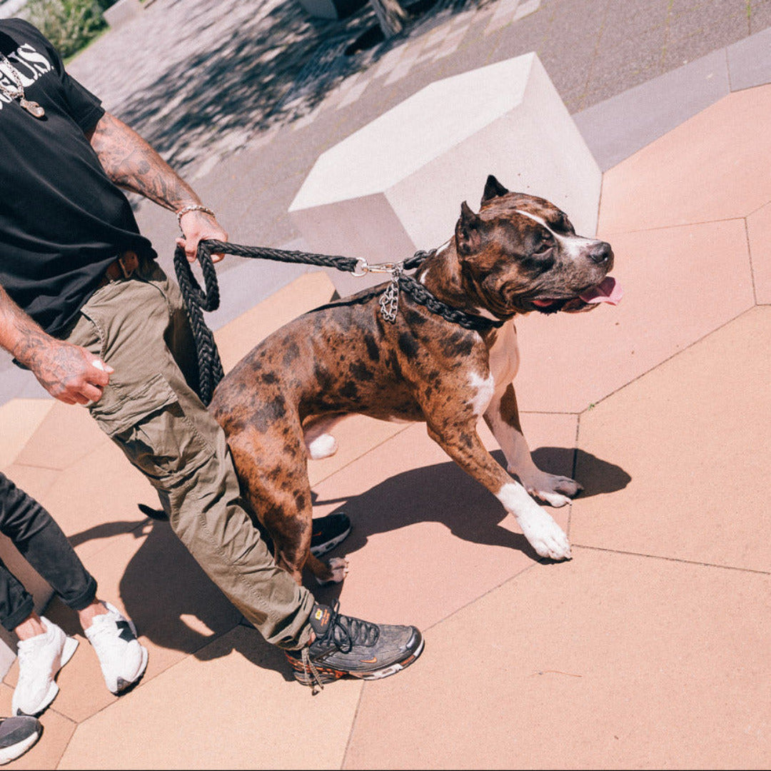 Geflochtene Power Leash Diamond in Schwarz von Strong Dogs U.S. am muskulösen Hund mit Kettengliedern geführt – tätowierter Hundeführer mit silbernem Armband in urbaner Umgebung.