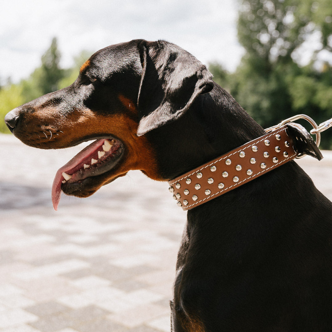Leather Leash Set Scorpion - Brown