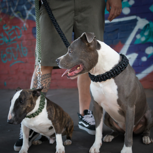 Power Leash Basic Grün