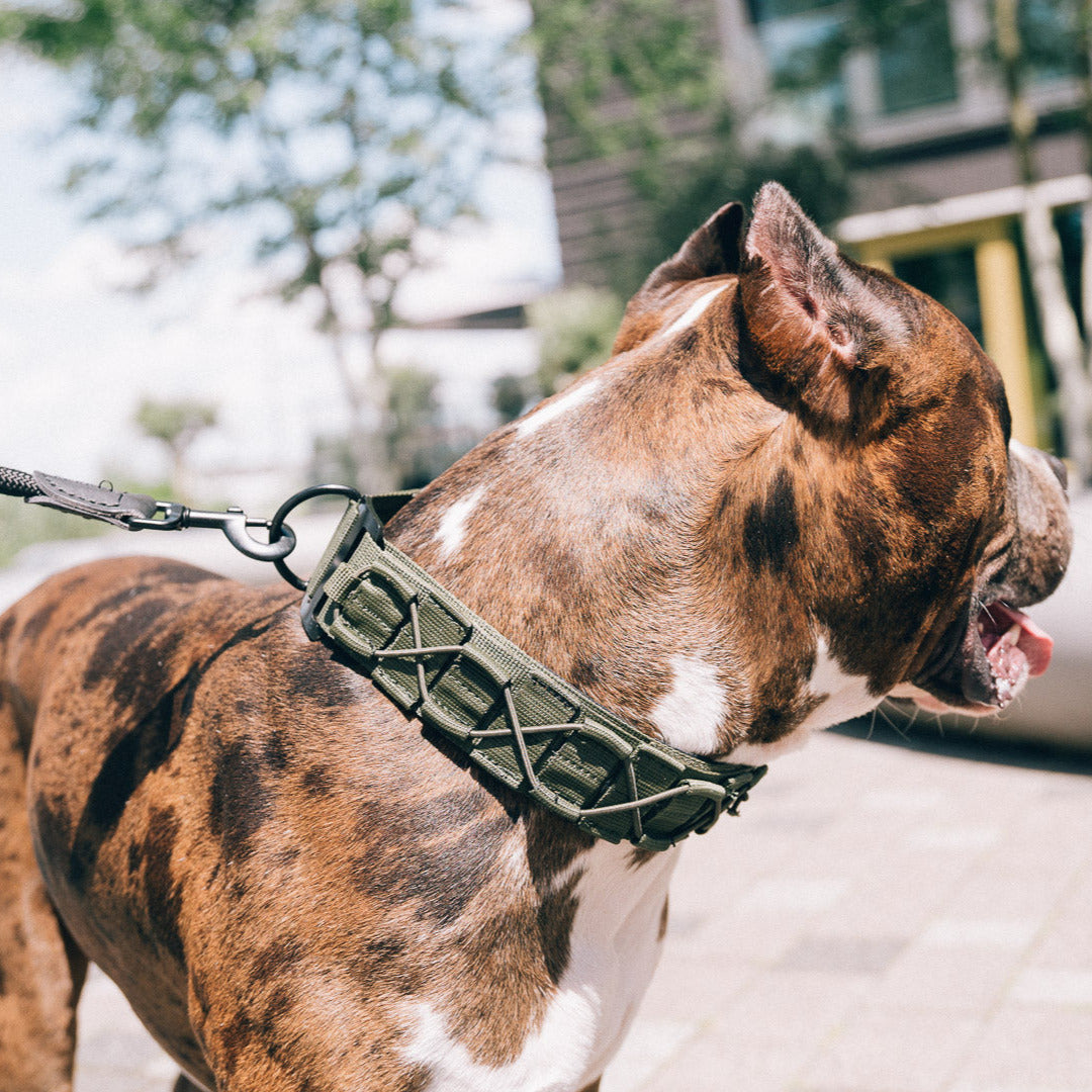 Das gruene Hundehalsband Blade von Strong Dogs U.S. getragen am Hund – kraftvoller Look für starke Hunde.