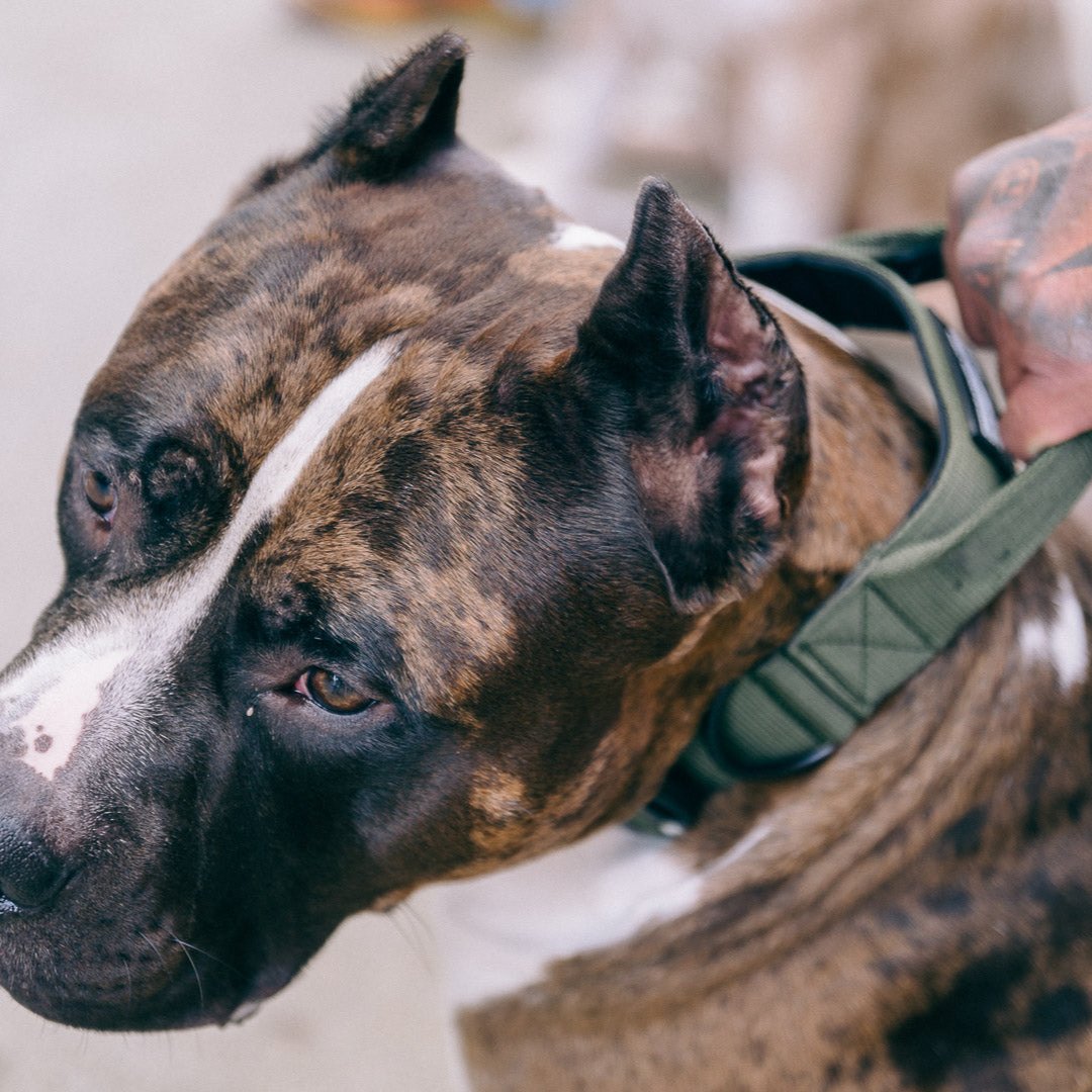 Das gruene Hundehalsband Reaper von Strong Dogs U.S. getragen am Hund – kraftvoller Look für starke Hunde.
