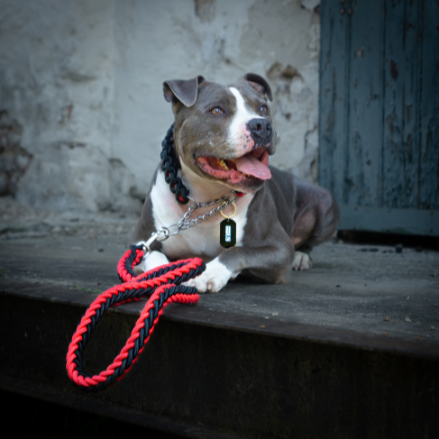 Das rot-schwarze Paracord-Halsband & Leinen-Set von Strong Dogs U.S. in der Basic-Ausführung am Hund getragen – sportlich, sicher und alltagstauglich.