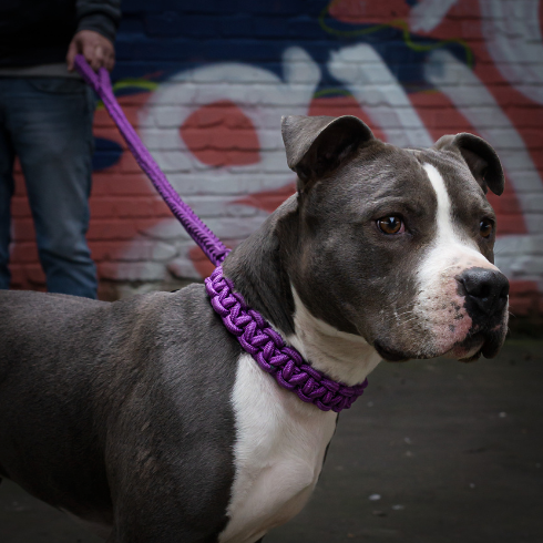 Lila Hundehalsband mit Leine aus Paracord von Strong Dogs U.S. am Hund getragen – stylisch, sicher und stark.