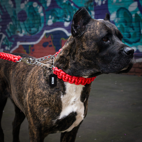 Stark geflochtenes, rotes Hundehalsband mit passender Leine von Strong Dogs U.S., aus widerstandsfähigem Paracord mit silbernem Karabiner und Kettenglied, präsentiert auf schwarzem Hintergrund.
