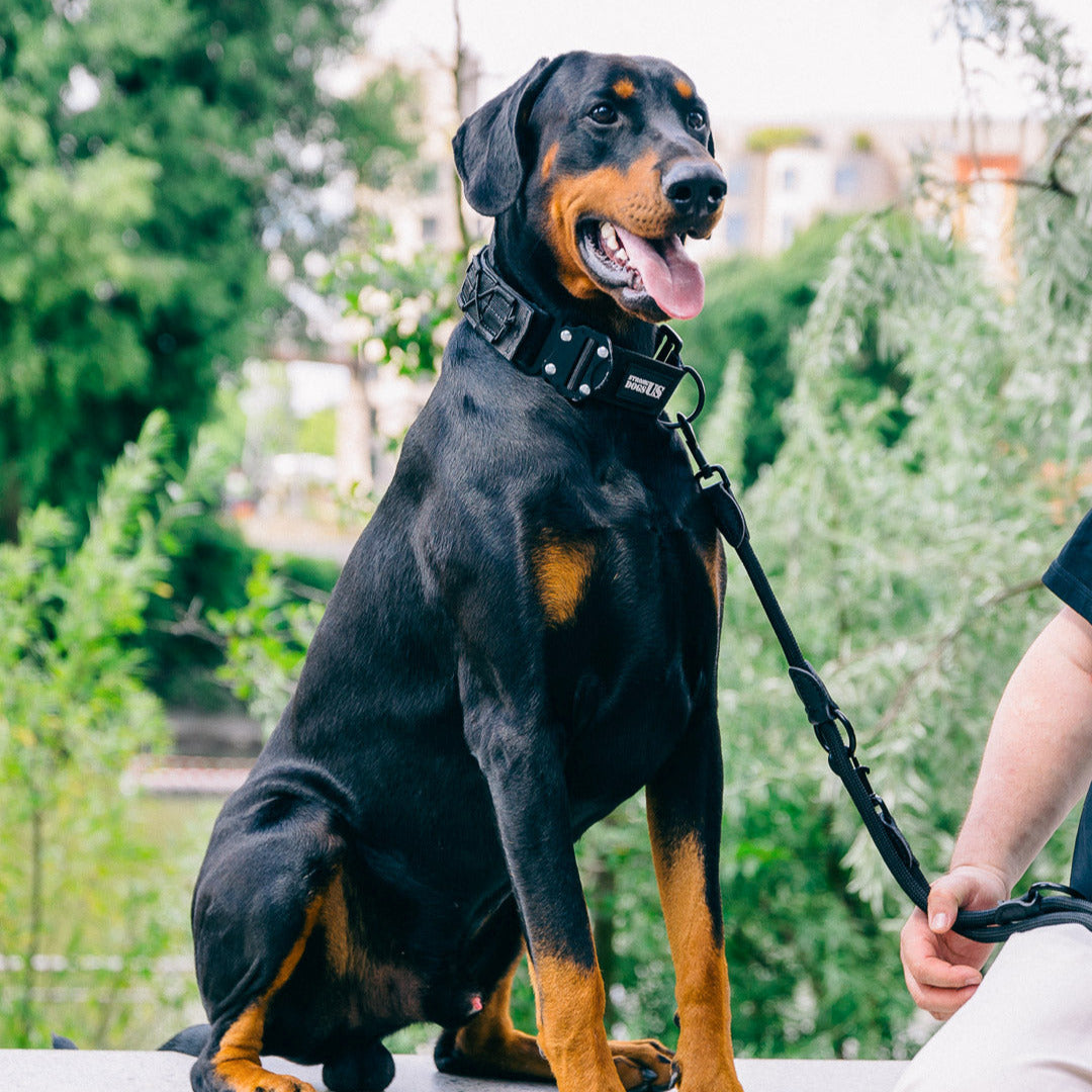 Das Hundeleinen Set Blade und Predator in Schwarz von Strong Dogs U.S. am muskulösen Hund mit Kettengliedern geführt – tätowierter Hundeführer in urbaner Umgebung.