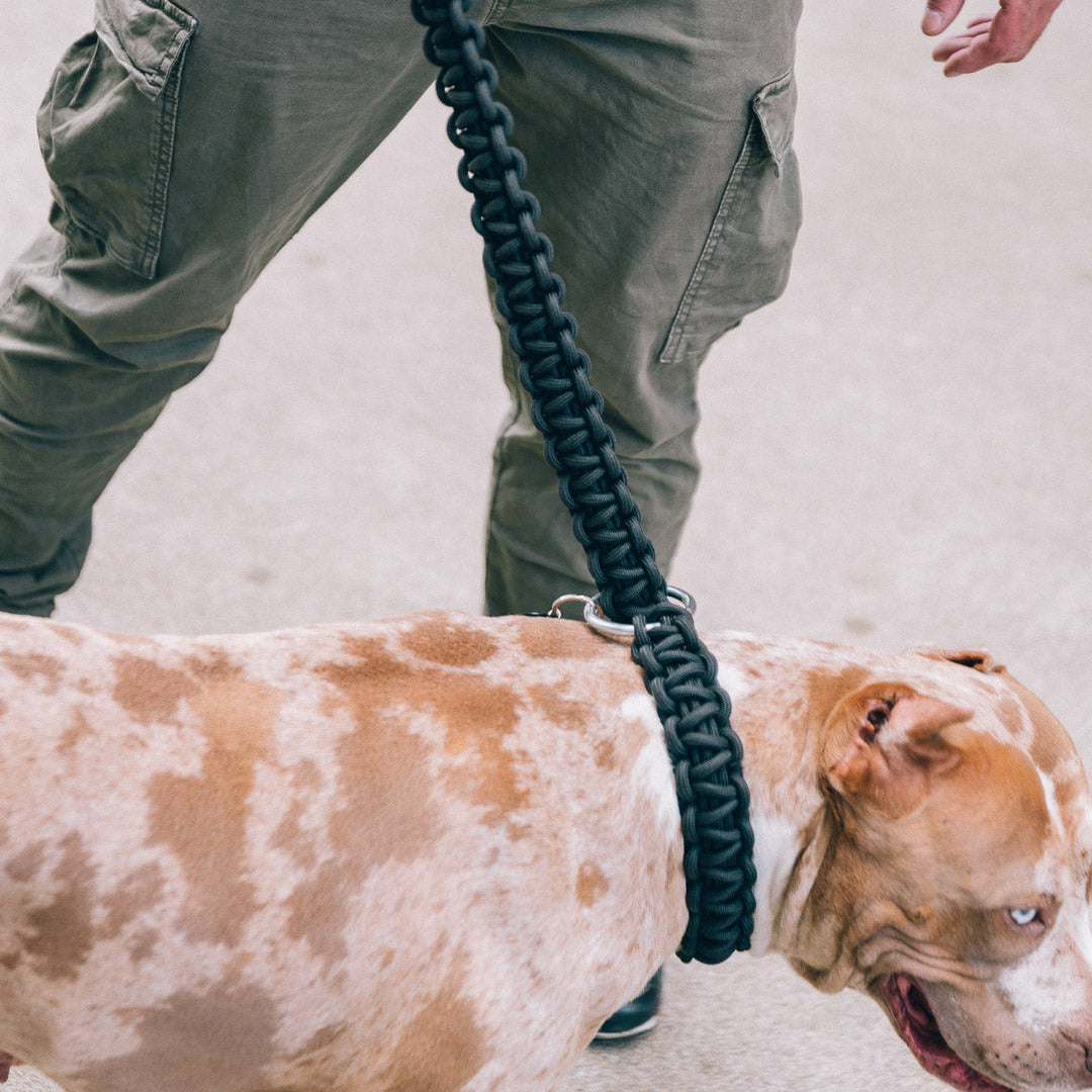 Geflochtene Power Leash Brazil in Schwarz von Strong Dogs U.S. am muskulösen Hund – tätowierter Hundeführer mit silbernem Armband in urbaner Umgebung.