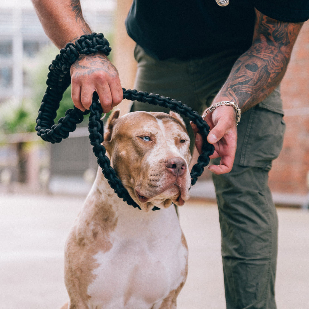 Geflochtene Power Leash Brazil in Schwarz von Strong Dogs U.S. wird am muskulösen Hund angelegt – tätowierter Hundeführer mit silbernem Armband in urbaner Umgebung.