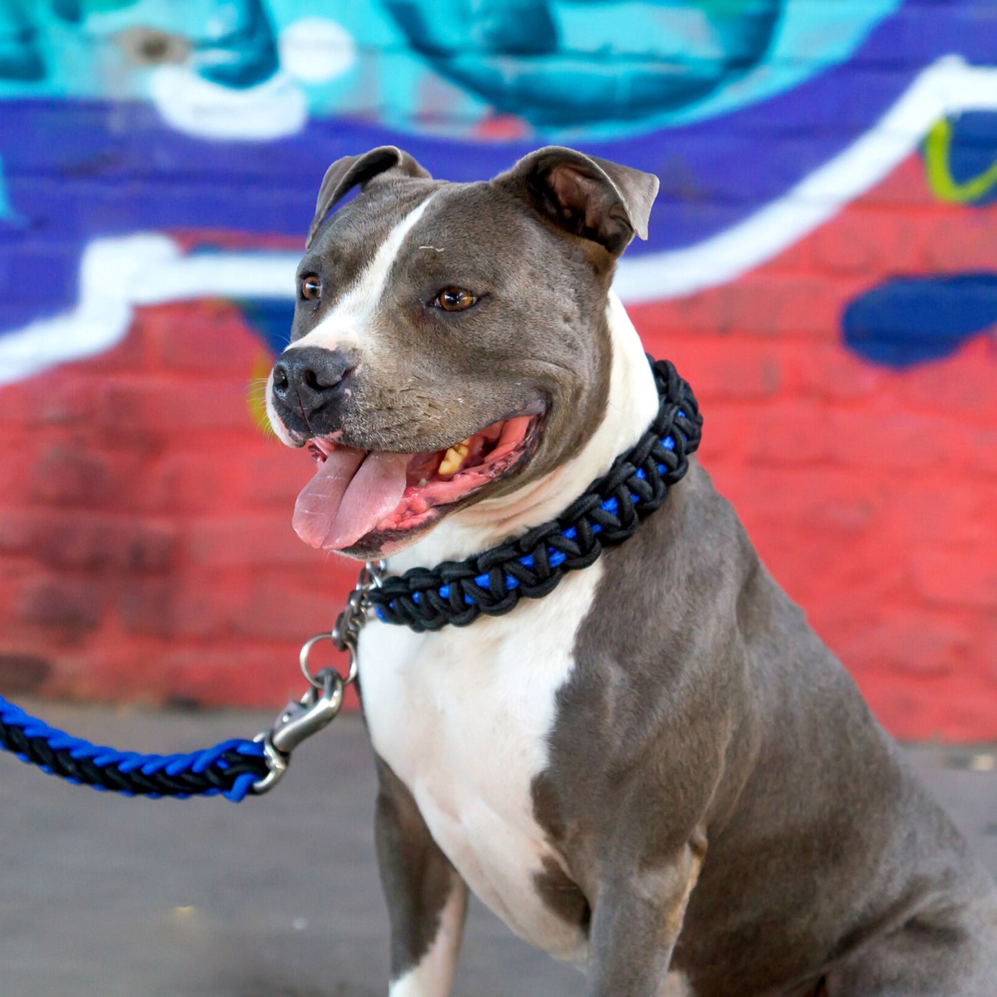 Power Leash Basic - Blau Schwarz - StrongDogs U.S.