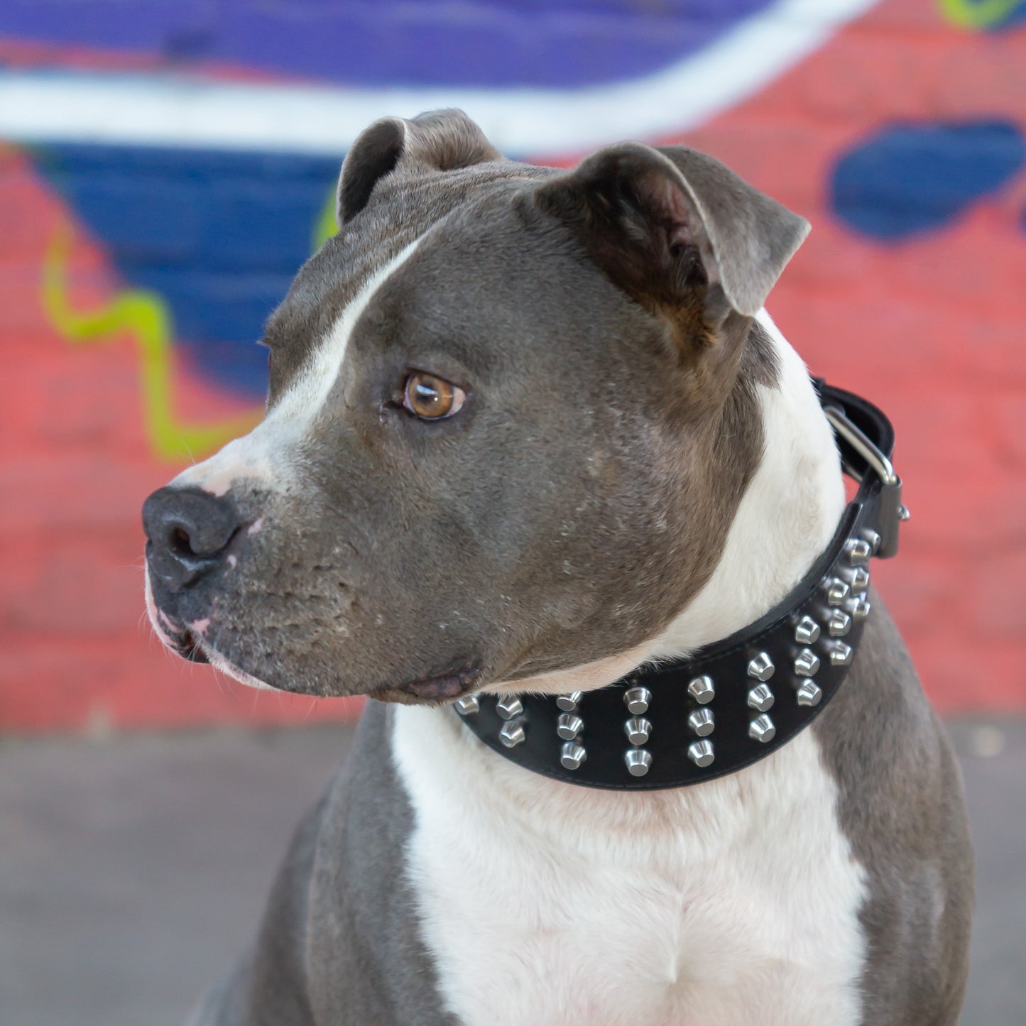 Leder Halsband Django - StrongDogs U.S.
