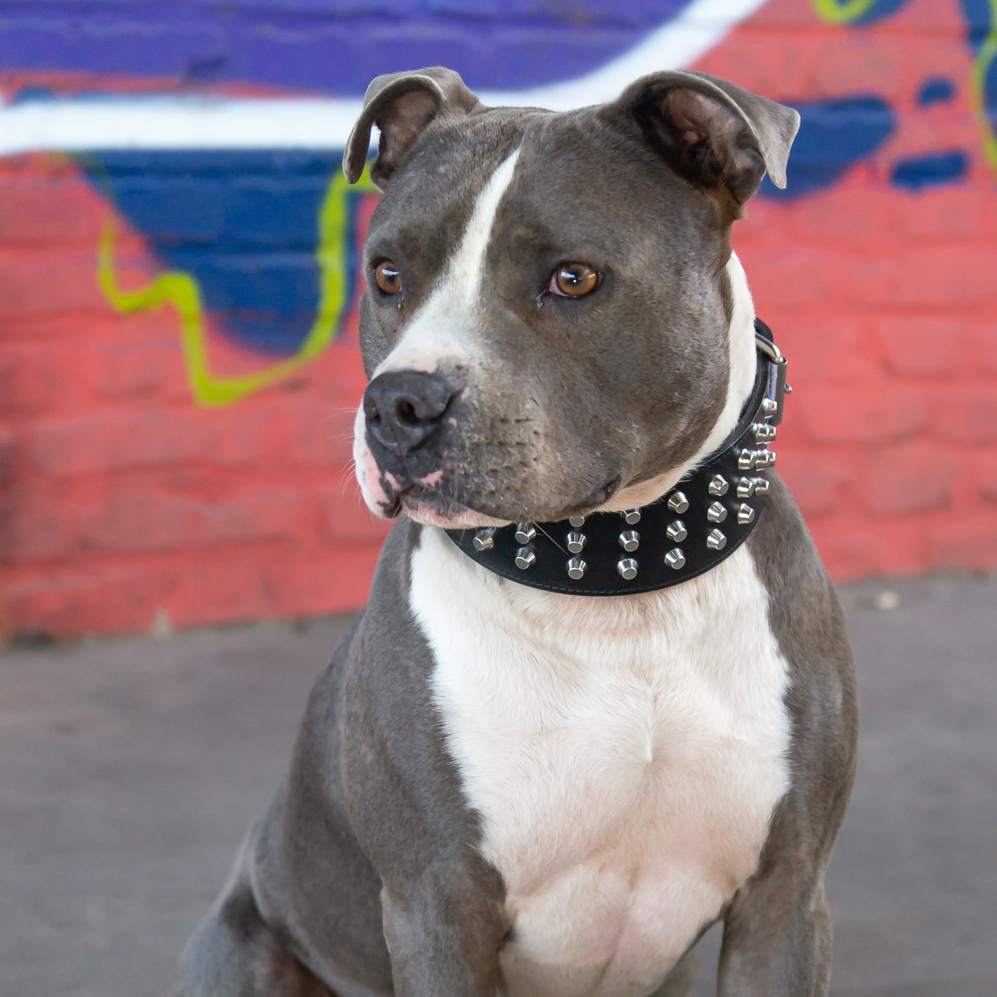 Leder Halsband Django - StrongDogs U.S.