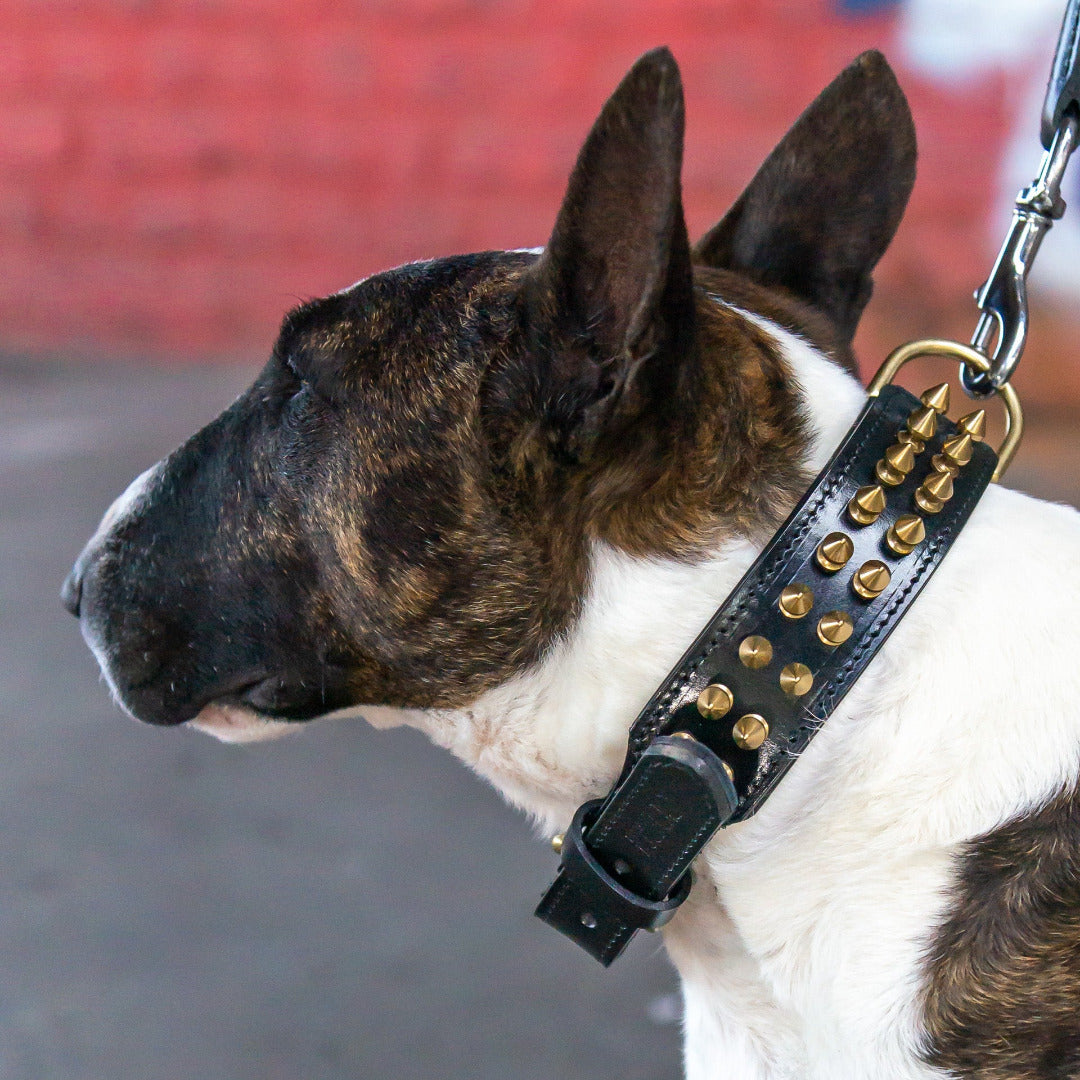 Leder Halsband Shayla - StrongDogs U.S.