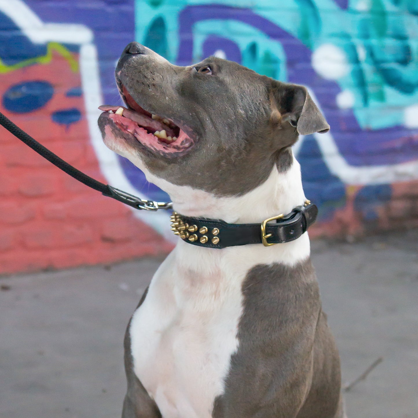 Leather Collar Shayla