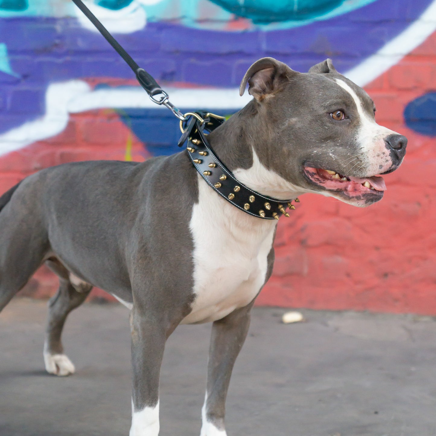 Leather Collar Shayla