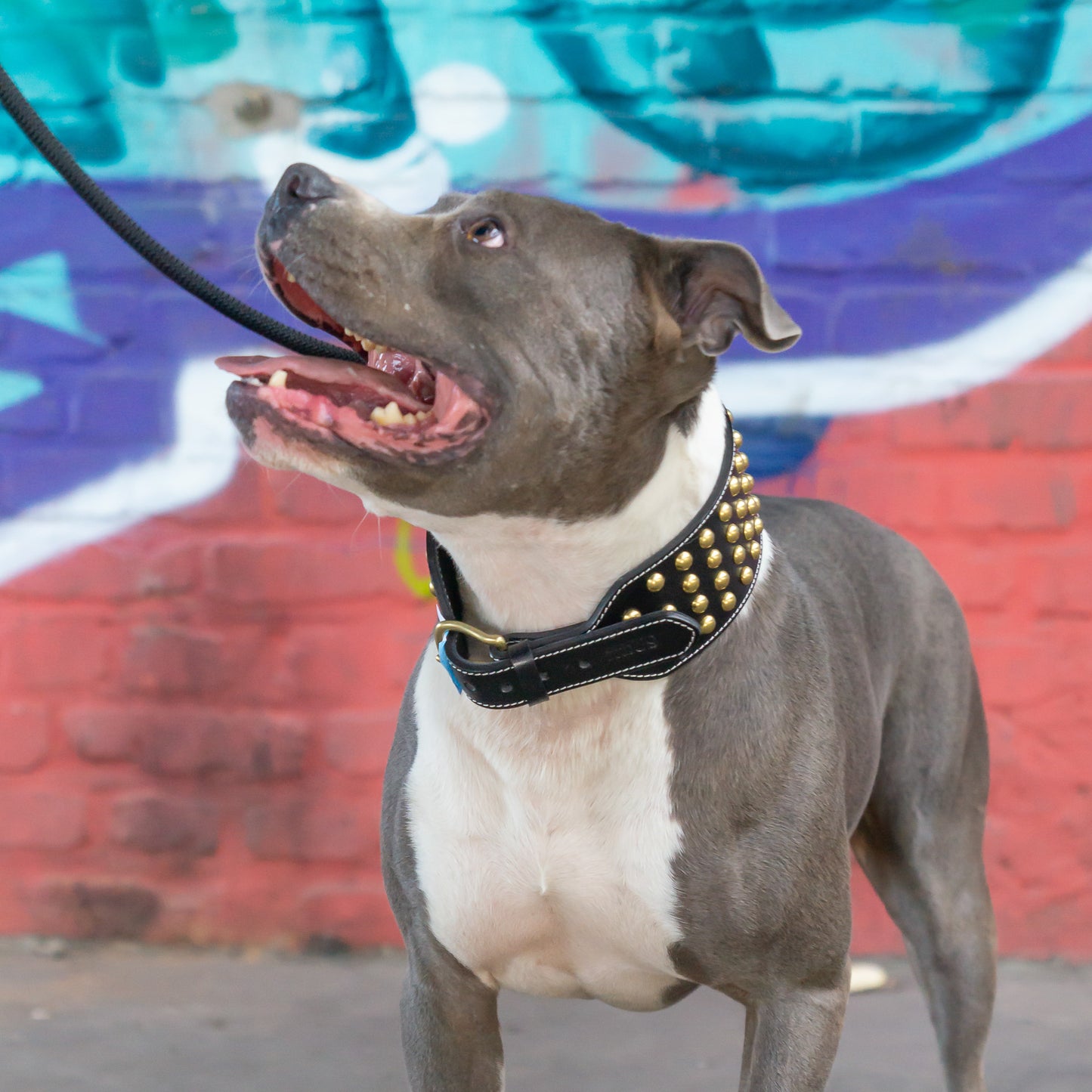 Leder Halsband Tyson - StrongDogs U.S.