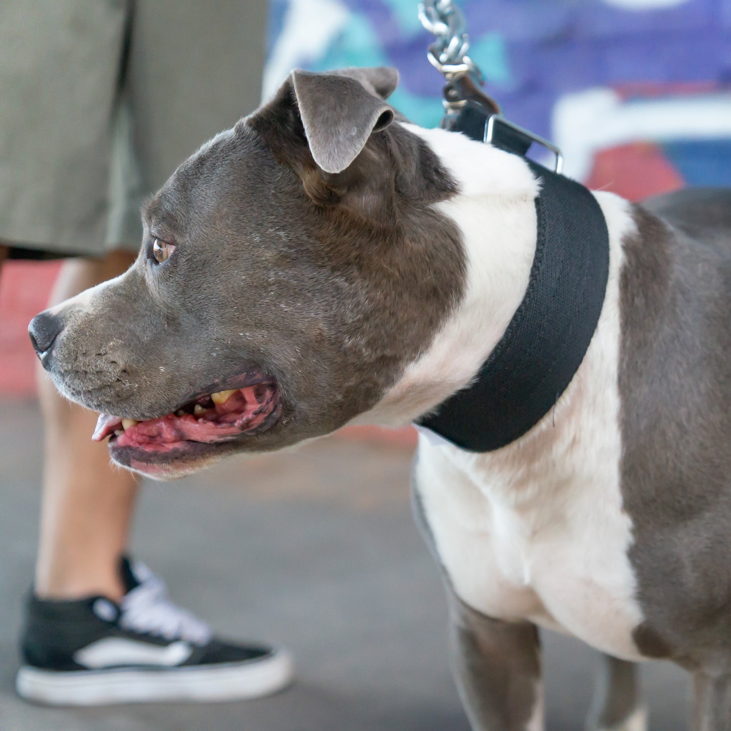 Halsband Duke - Schwarz - StrongDogs U.S.