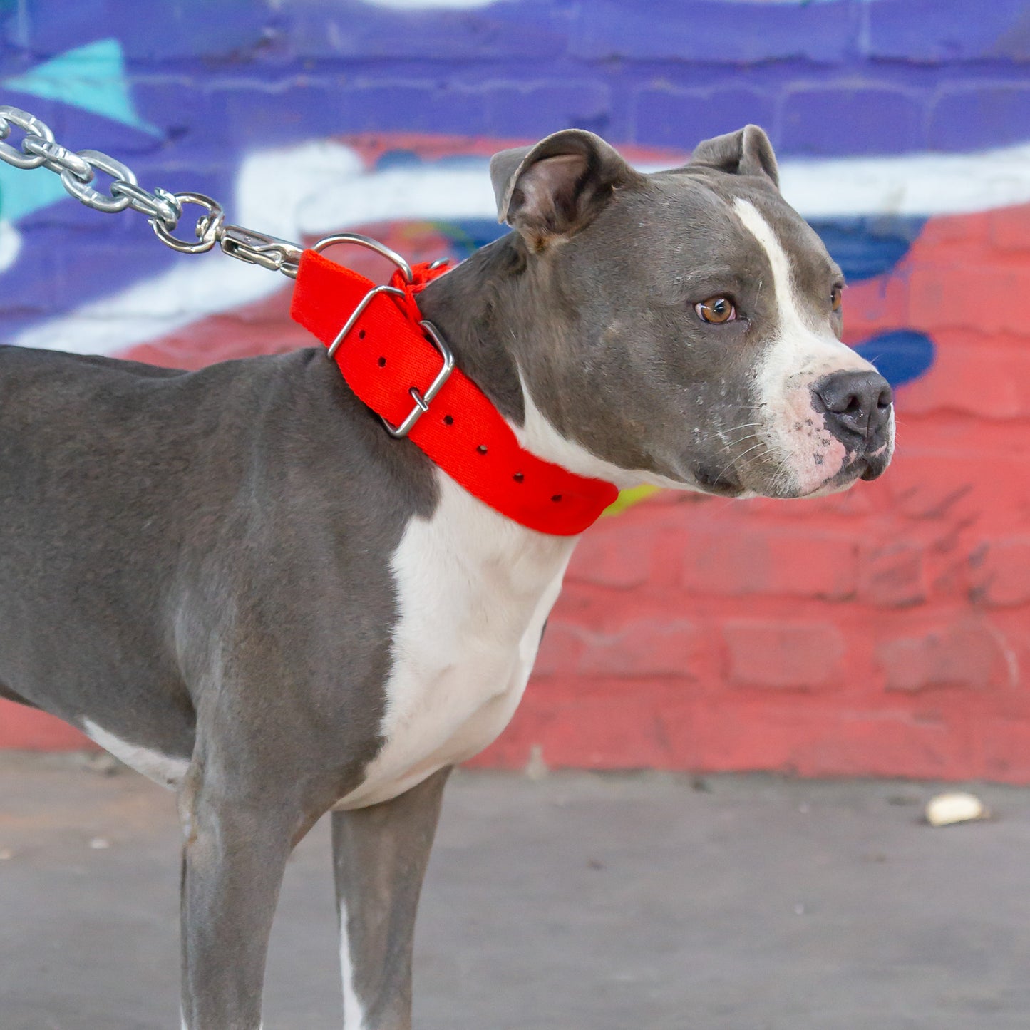 Halsband Duke - Rot - StrongDogs U.S.