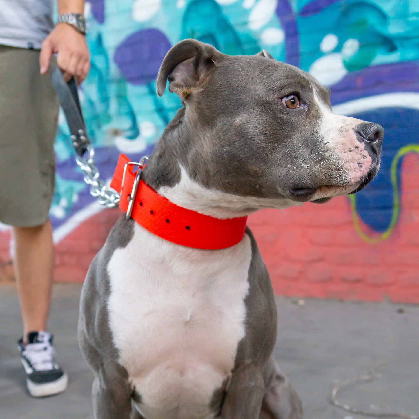 Halsband Duke - Rot - StrongDogs U.S.