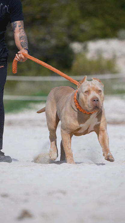 Power Leash Set 2.0 Orange