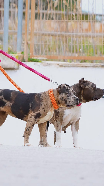 Power Leash Set 2.0 Orange