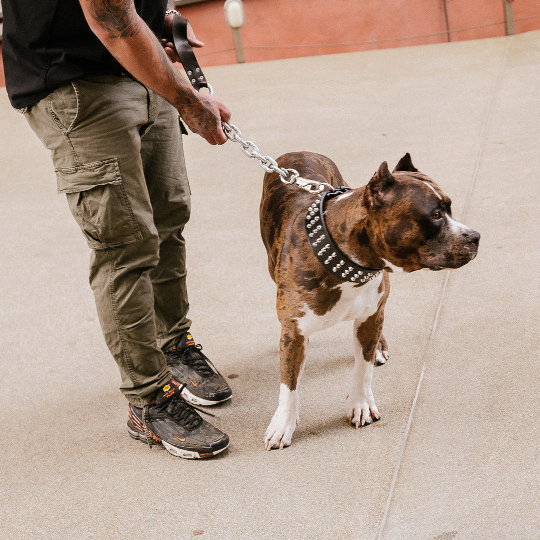 Das schwarze Nietenhalsband Django von Strong Dogs U.S. getragen am Hund – kraftvoller Look für starke Hunde.