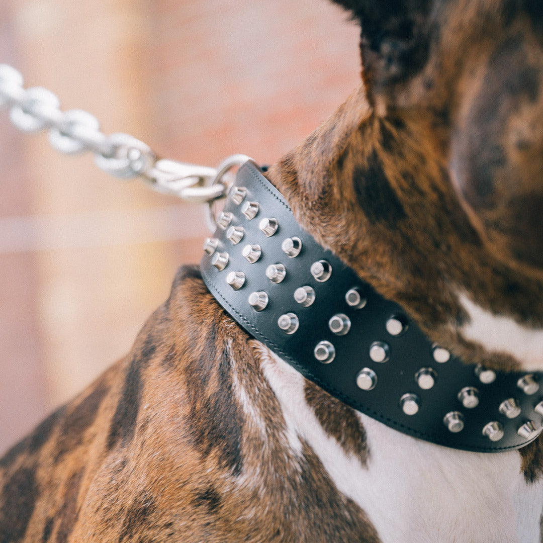 Das schwarze Nietenhalsband Django von Strong Dogs U.S. getragen am Hund – kraftvoller Look für starke Hunde.