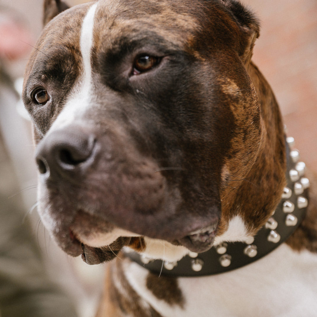 Das schwarze Nietenhalsband Django von Strong Dogs U.S. getragen am Hund – kraftvoller Look für starke Hunde.