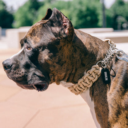 Die "Diamond" Power-Leash von Strong Dogs U.S. im Einsatz: an einem kraftvollen Hund getragen, kombiniert Stil und Funktionalität für einen starken Auftritt.