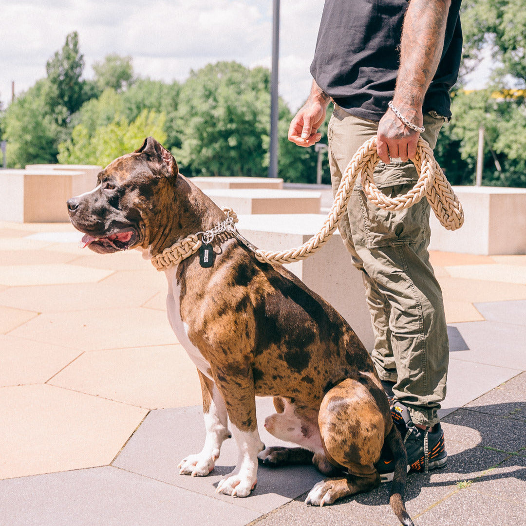 Die Power-Leash Diamond in Gold von Strong Dogs U.S. im Einsatz: an einem kraftvollen Hund getragen, kombiniert Stil und Funktionalität für einen starken Auftritt.