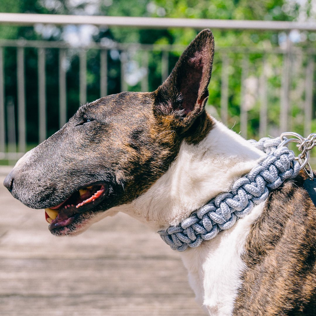 Bullterrier trägt die silberne Power Leash Diamond von Strong Dogs U.S. – geflochtenes Halsband mit Kettengliedern, aufgenommen im Profil bei Tageslicht auf einer Holzterrasse.
