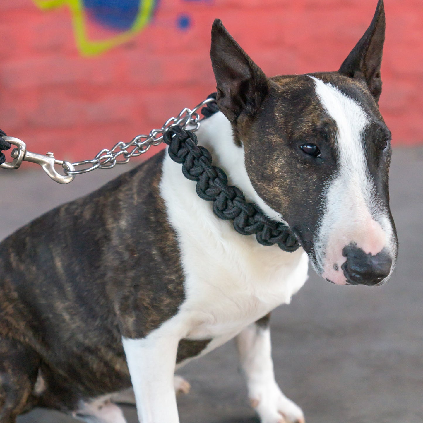 Power Leash Basic - Black
