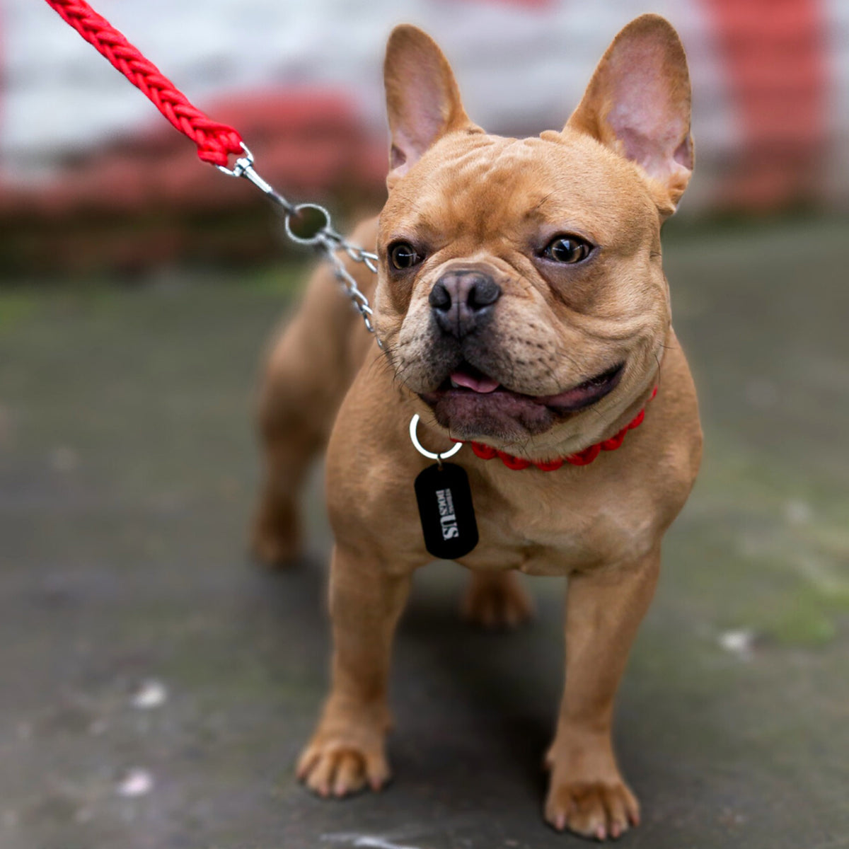Power Leash Basic - Rot - StrongDogs U.S.