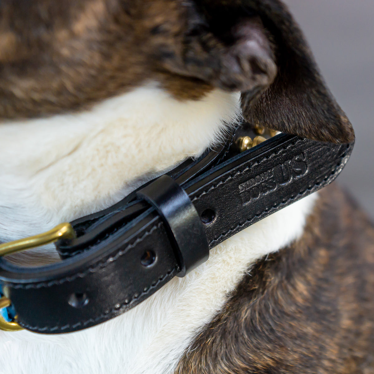 Leder Halsband Shayla - StrongDogs U.S.
