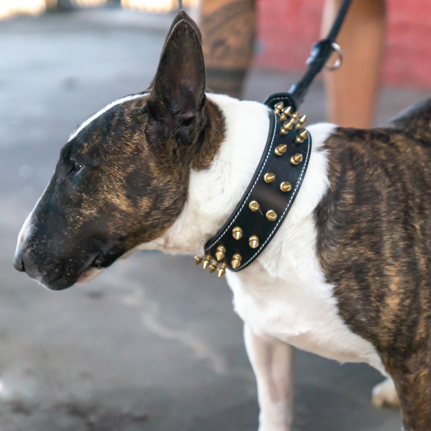 Leder Halsband Bandit - StrongDogs U.S.