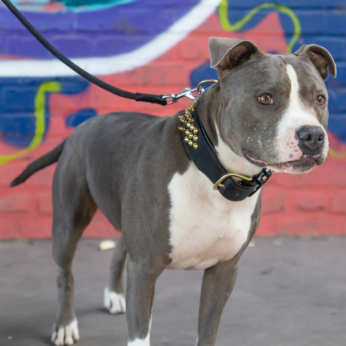 Leder Halsband Sam - StrongDogs U.S.