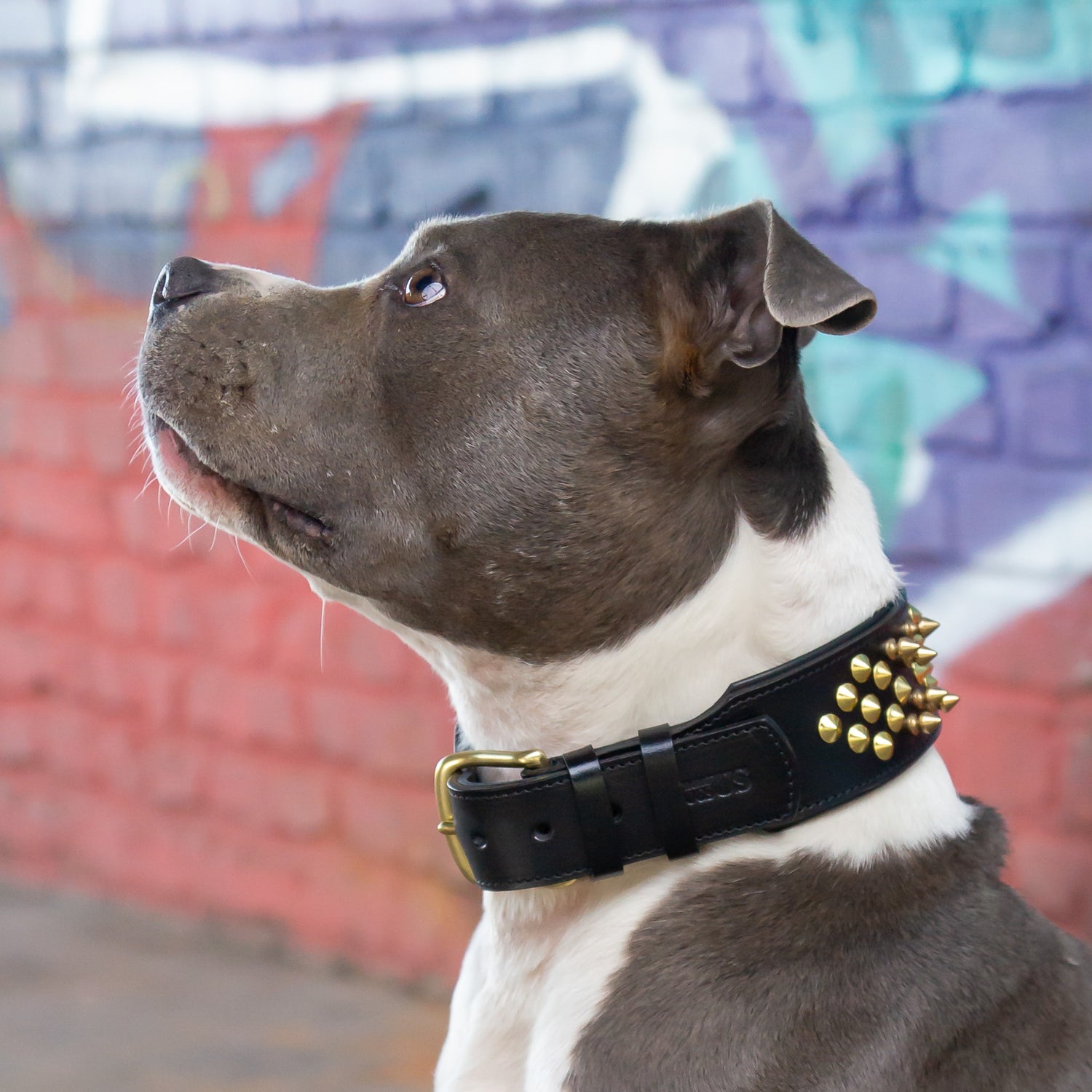 Leder Halsband Sam - StrongDogs U.S.