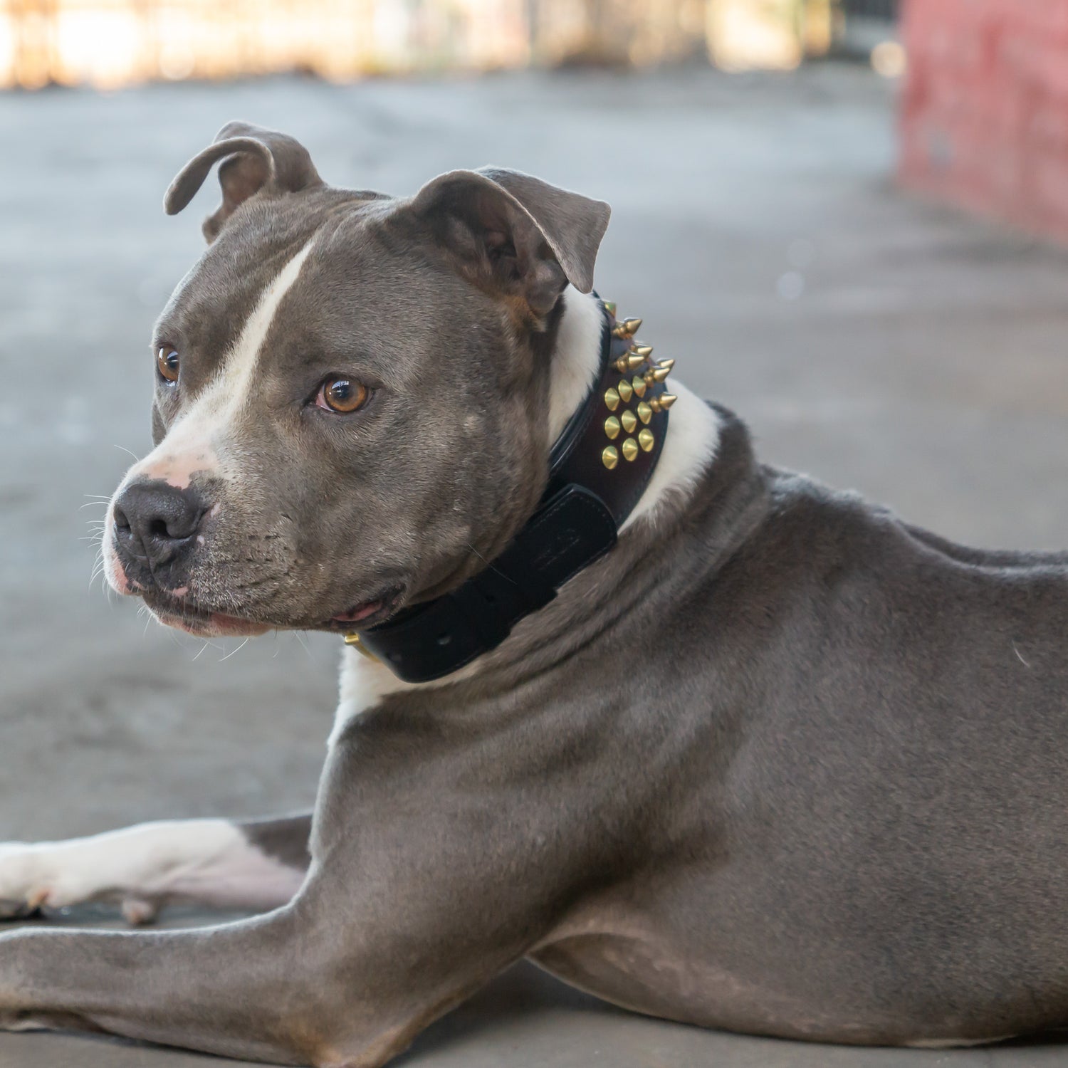 Leder Halsband Sam - StrongDogs U.S.