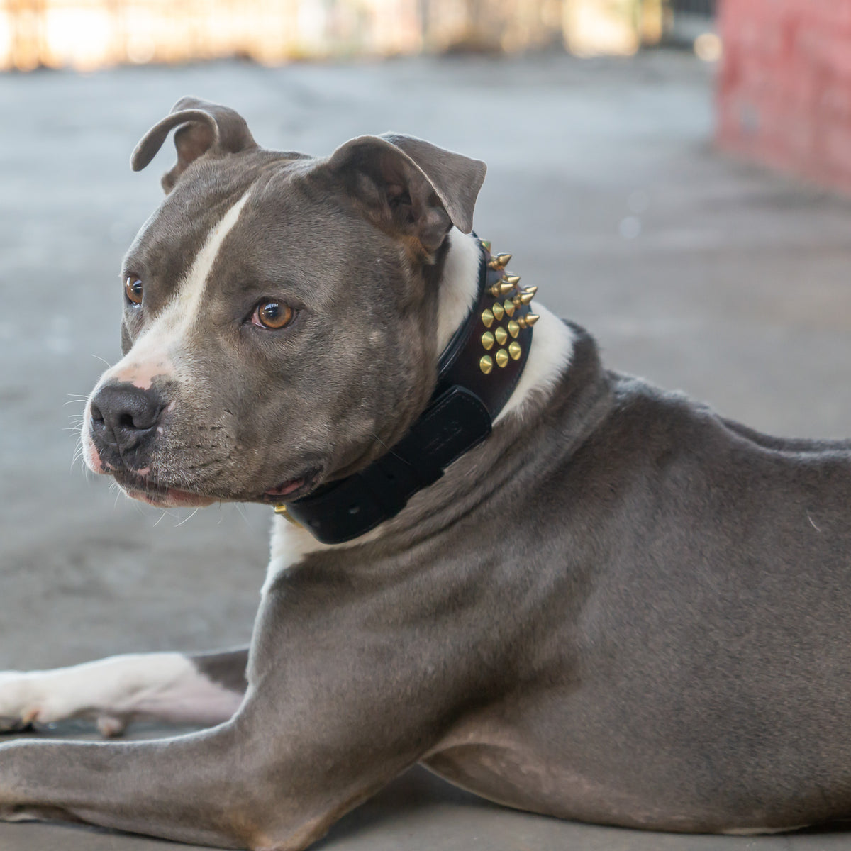 Leder Halsband Sam - StrongDogs U.S.