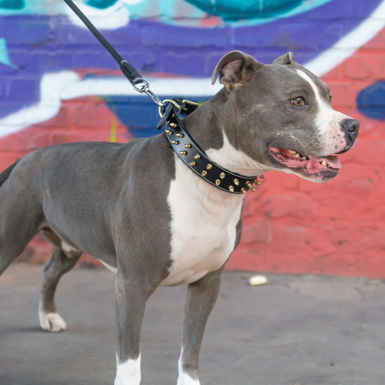 Leder Halsband Shayla - StrongDogs U.S.