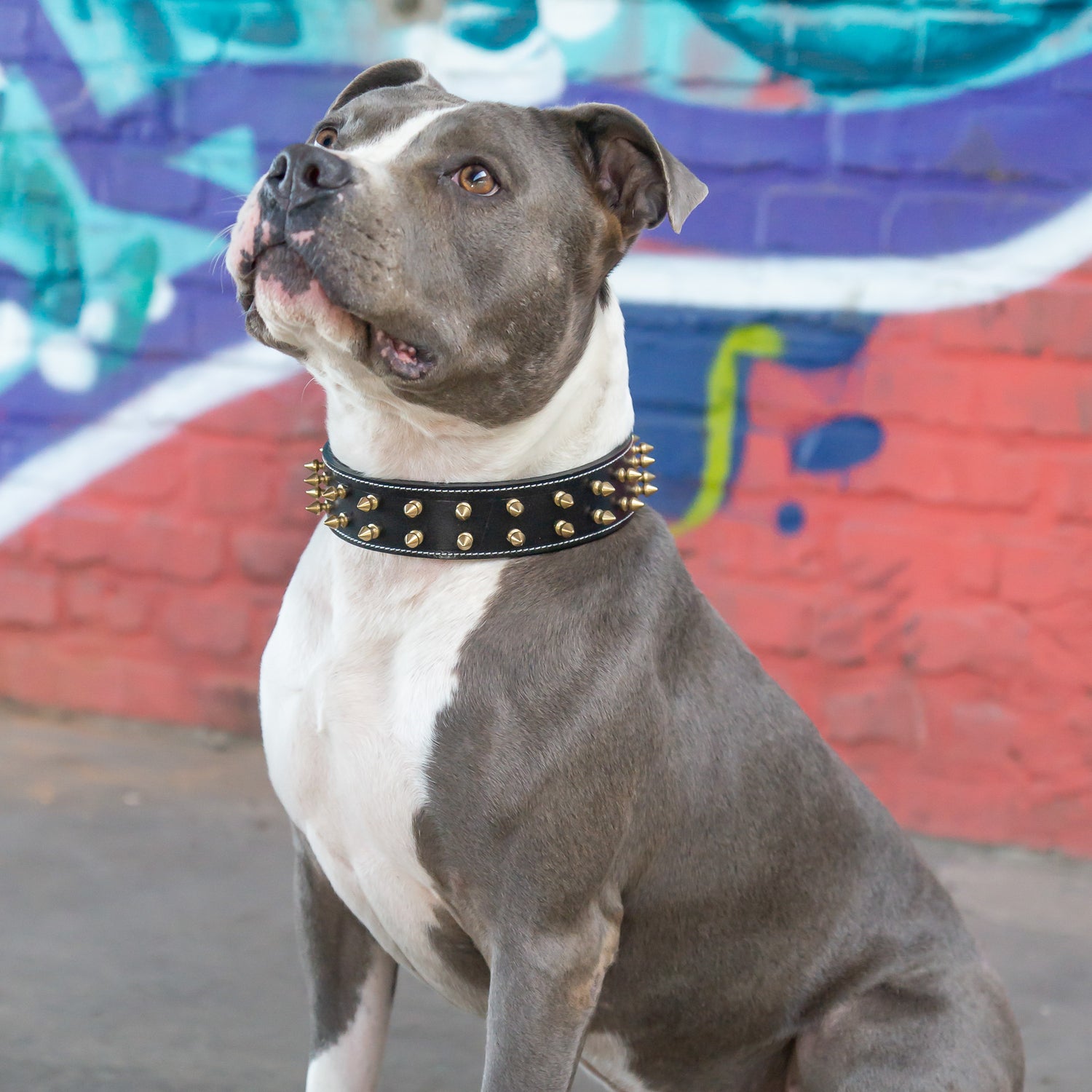 Leder Halsband Bandit - StrongDogs U.S.