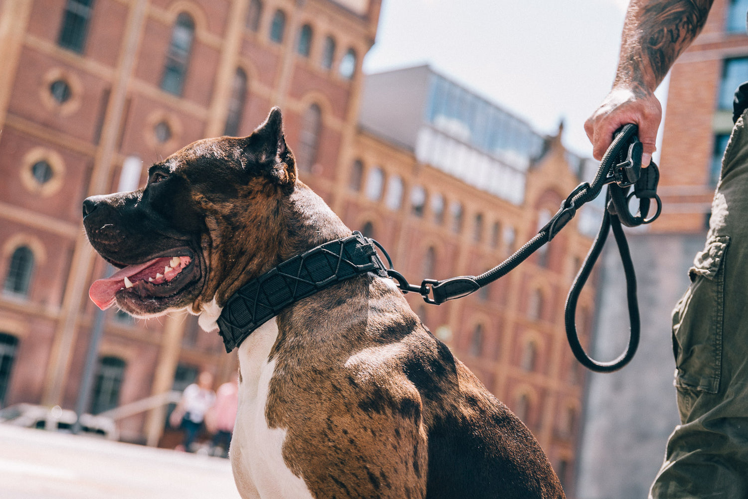 Blade + Predator Set - Schwarz - StrongDogs U.S.