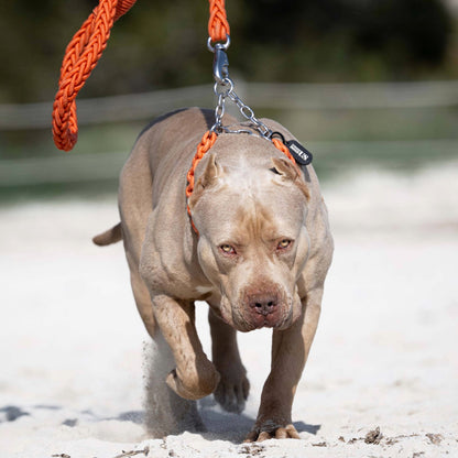 Power Leash Set 2.0 Orange