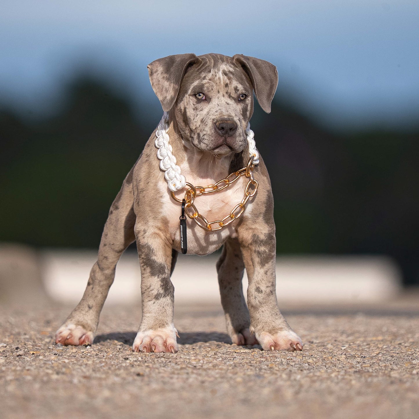 Power Leash Set Gold - Weiß