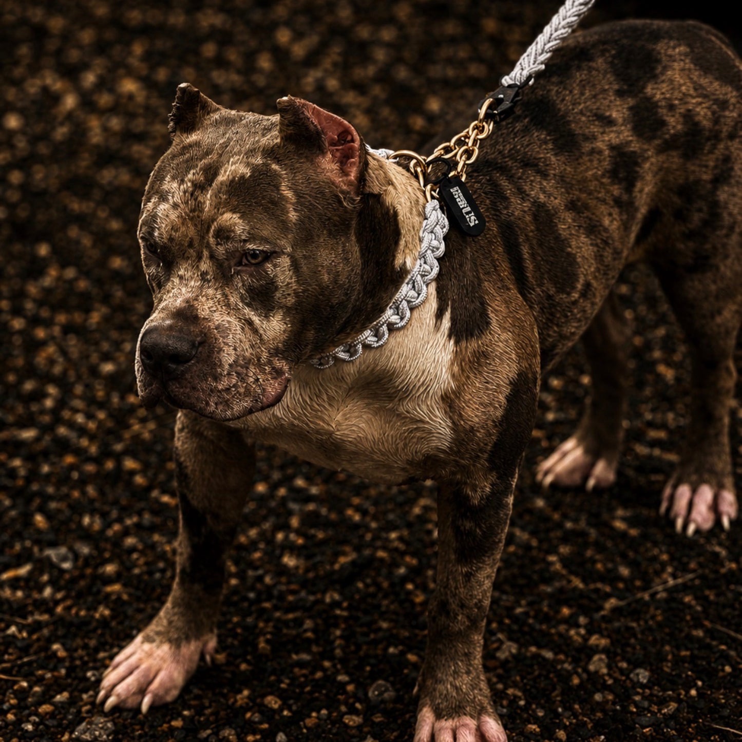 Power Leash Set Gold - Weiß