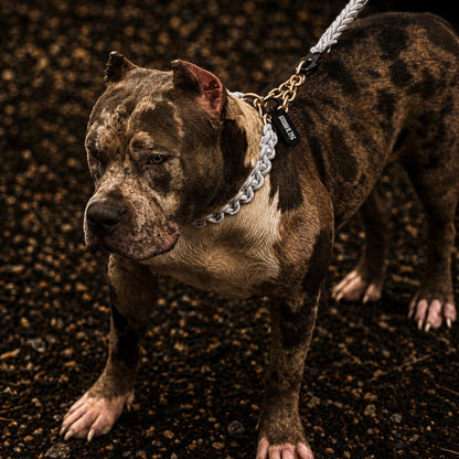 Power Leash Set Gold - Weiß