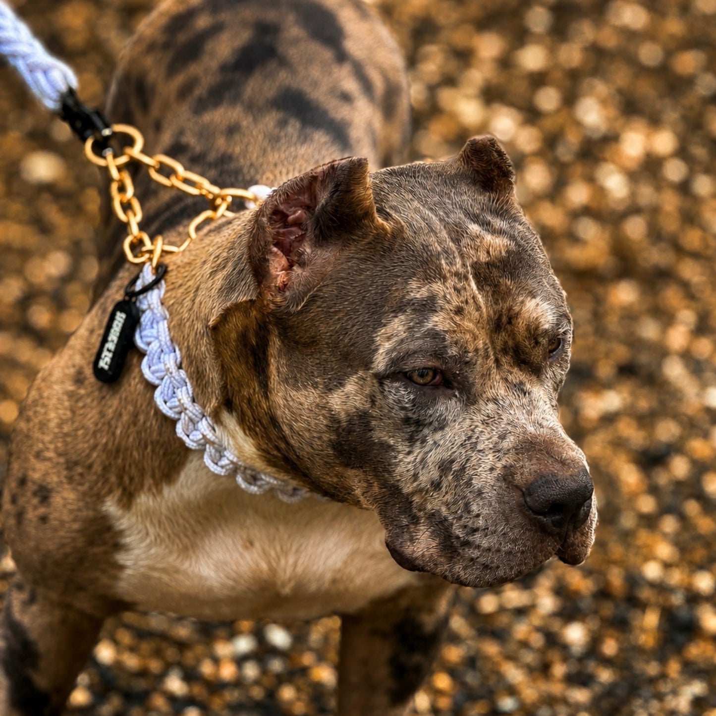 Power Leash Set Gold - Weiß